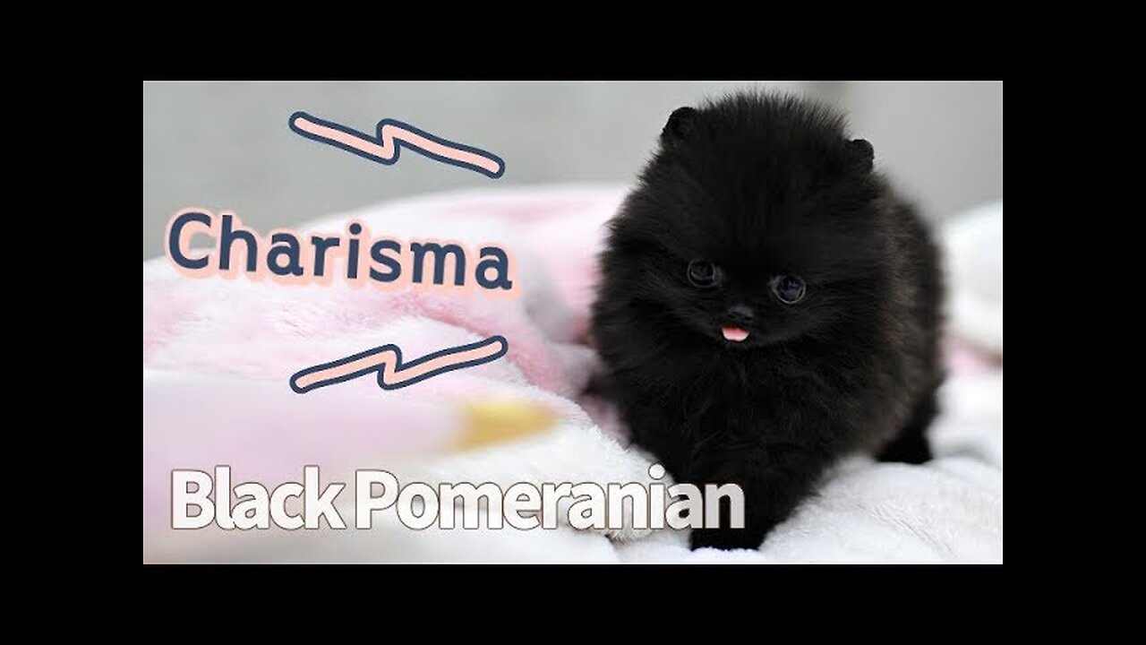 Black Pomeranian Teacup Puppy Cute Puppy - KimskennelUS