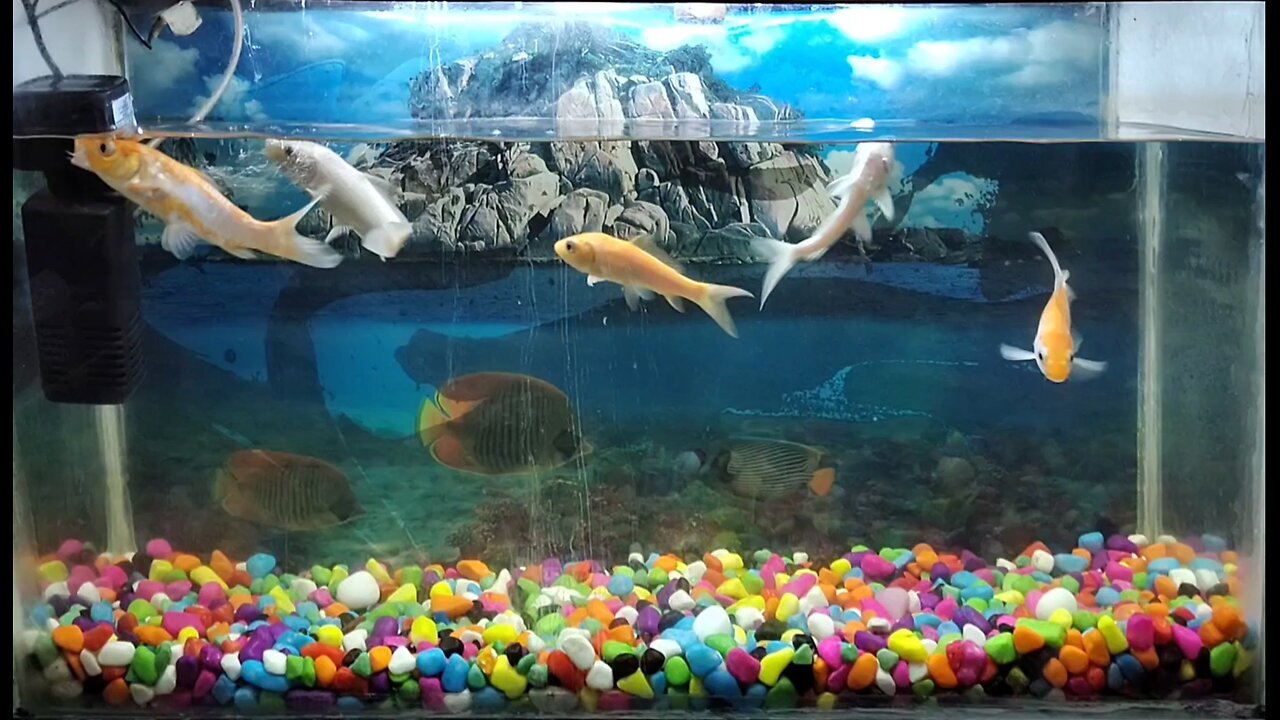 Dive into the Blue: An Aquarium Experience