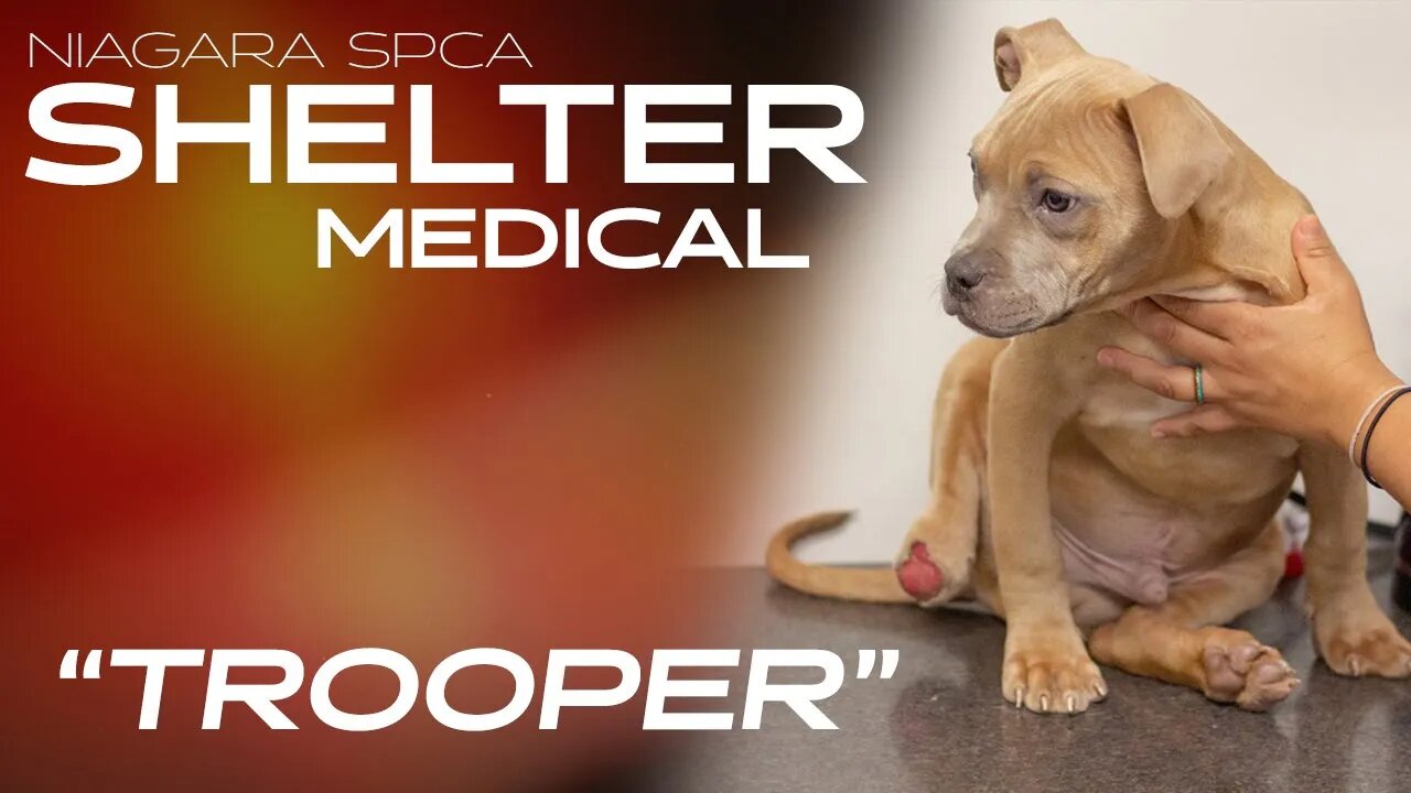 "Trooper". Puppy found with strange leg injury in a garbage dump, given new leg | Shelter Medical