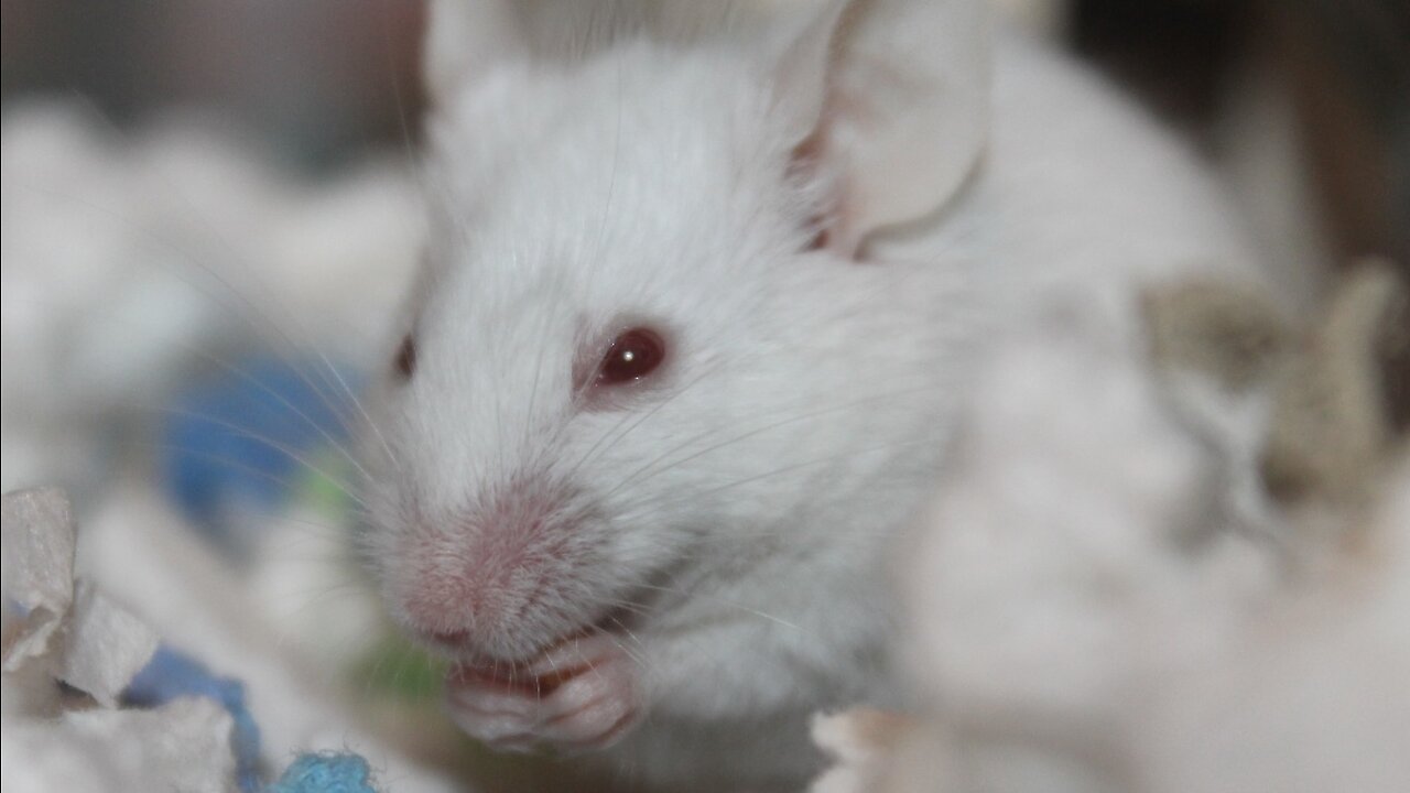 Researchers at Boston U. Have Created a New Strain of Covid-19 With 80% Kill Rate in Humanized Mice