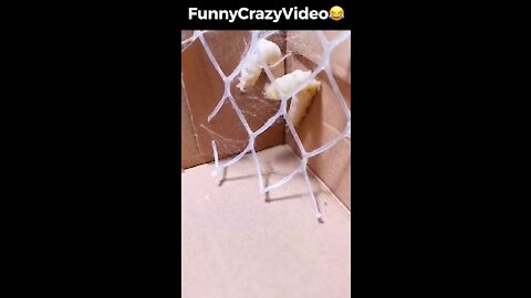 Mr FunnyCrazyVideo😂 Just Incredible Video Funny and Crazy #Like Follow for Follow 🥰