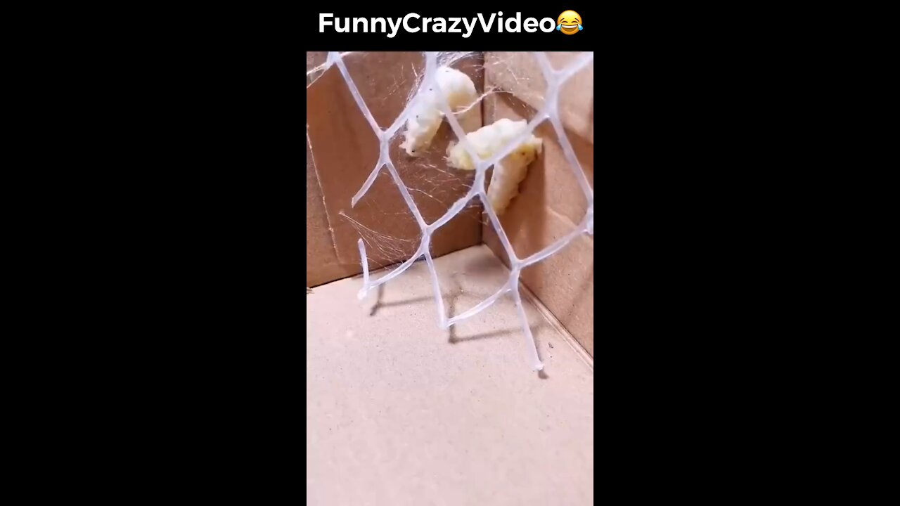 Mr FunnyCrazyVideo😂 Just Incredible Video Funny and Crazy #Like Follow for Follow 🥰