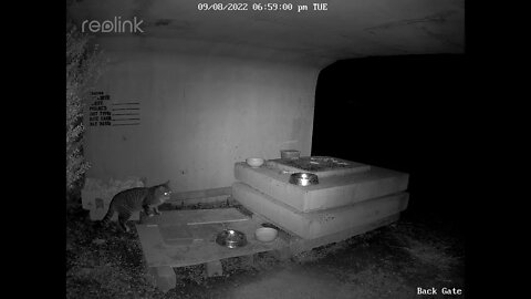 Imposter cat eating