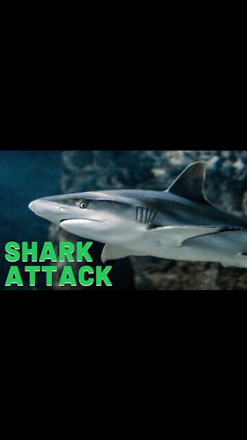 Shark Attack