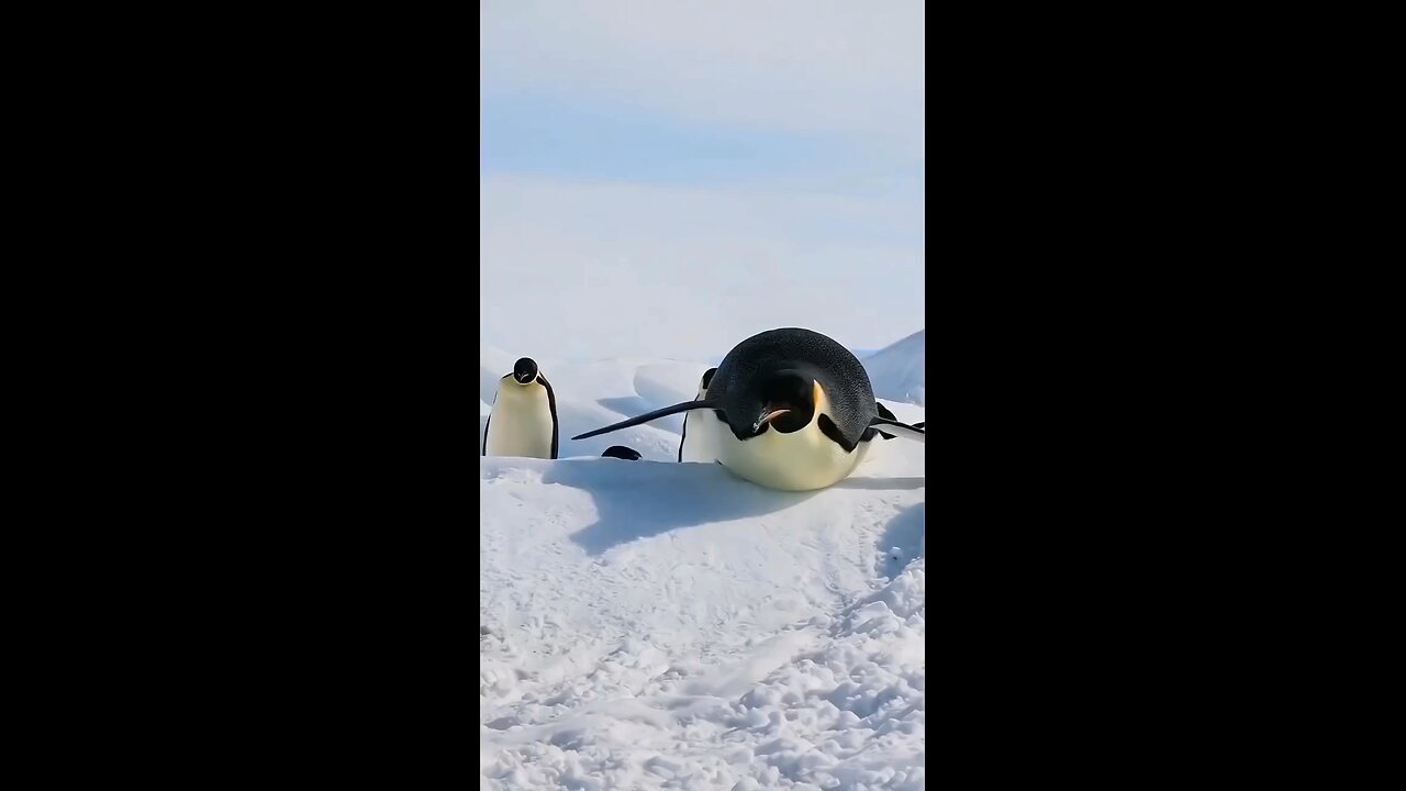 Funny Penguin 😅