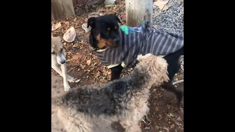 Oscar Meets Neighbor Rottweiler Dog