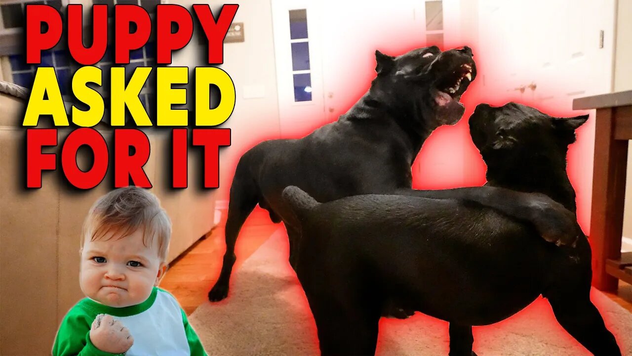 Puppy ASKED For It! Cane Corso & Puppy