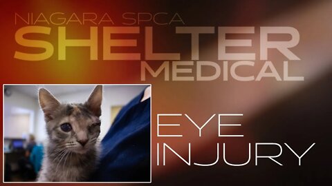 Kitten eye injury | Shelter Medical