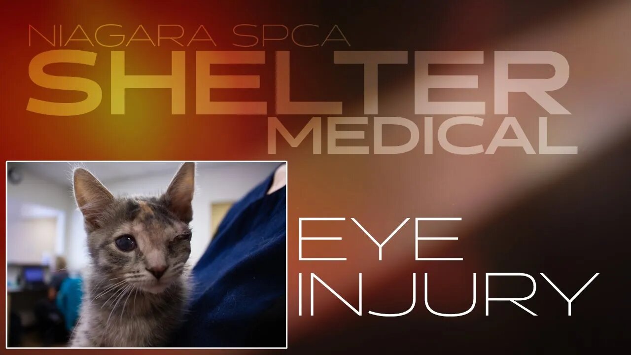 Kitten eye injury | Shelter Medical