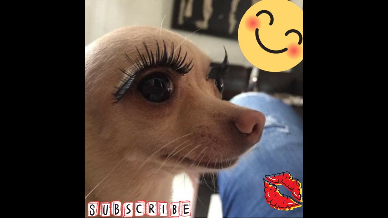 25｜ Best Of The 2022 Funny Animal Videos - Best Dogs And Cats Videos - Cutest Animals