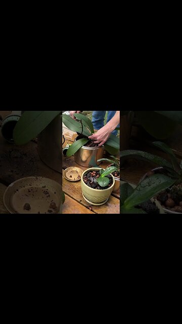 Repurposing kitchen canisters as planters #farmlife #gardening #orchids