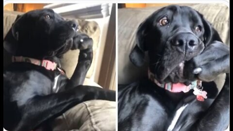 Hilarious doggy sits in a very distinguished manner