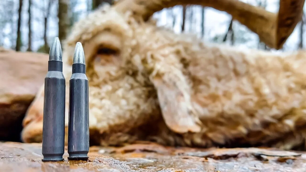 .223 vs Trophy Ram!!!