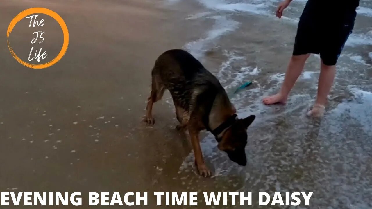 An Evening On The Beach With Daisy!