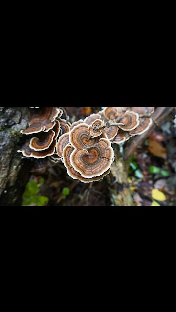 The $100 Mushroom. Turkey Tail Mushroom foraging. ID and Benefits