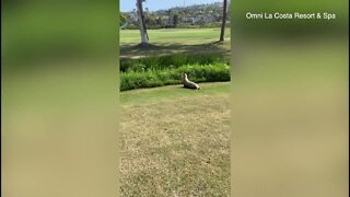 Sea Lion spotted on Carlsbad golf course