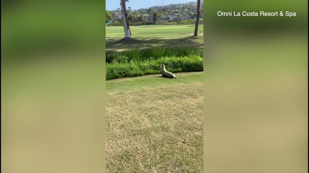 Sea Lion spotted on Carlsbad golf course