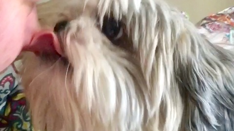 Affectionate shih tzu gives kisses on command