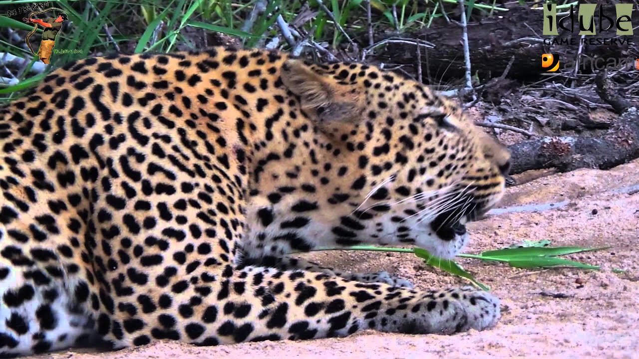 Male Leopard Roaring