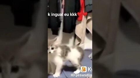 Gato indo pro parque
