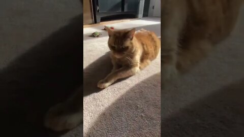 My beautiful golden kitty