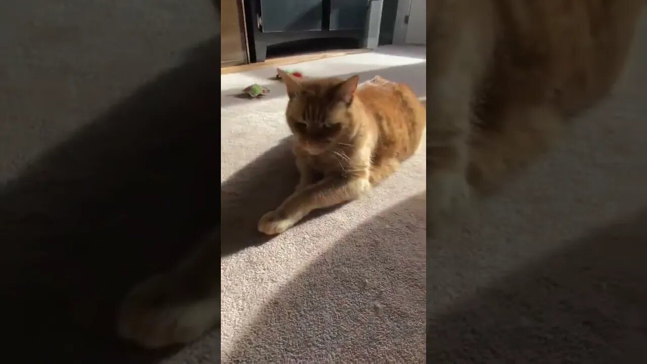 My beautiful golden kitty