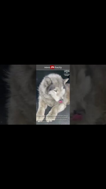 Ukrainian Troops Rescue Puppy Dog Named Bucha #shorts