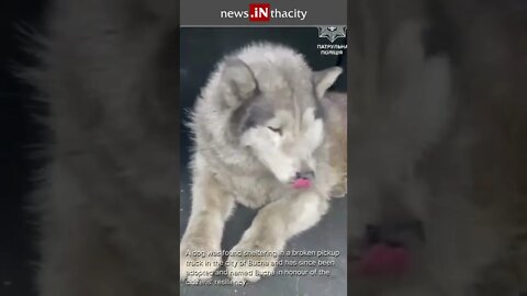 Ukrainian Troops Rescue Puppy Dog Named Bucha #shorts
