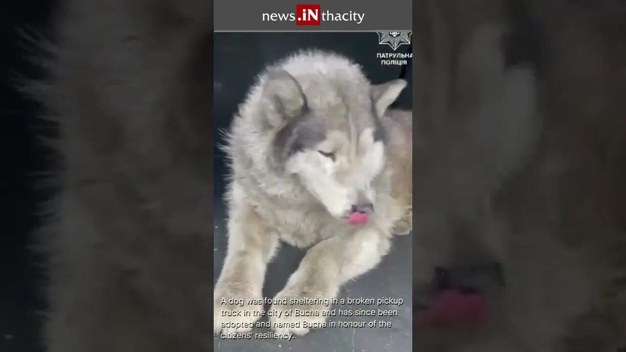 Ukrainian Troops Rescue Puppy Dog Named Bucha #shorts