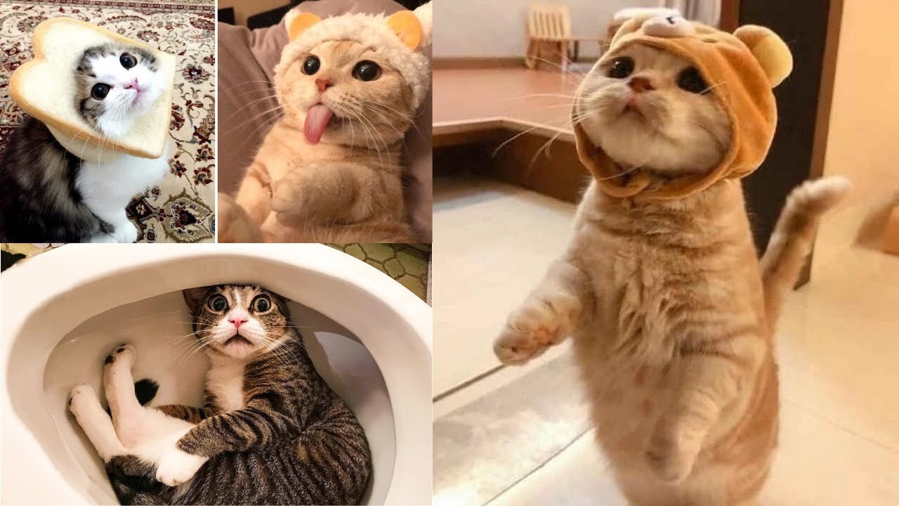 Funny cats | Fun with cats | FUN WITH ANIMALS TO TEARS