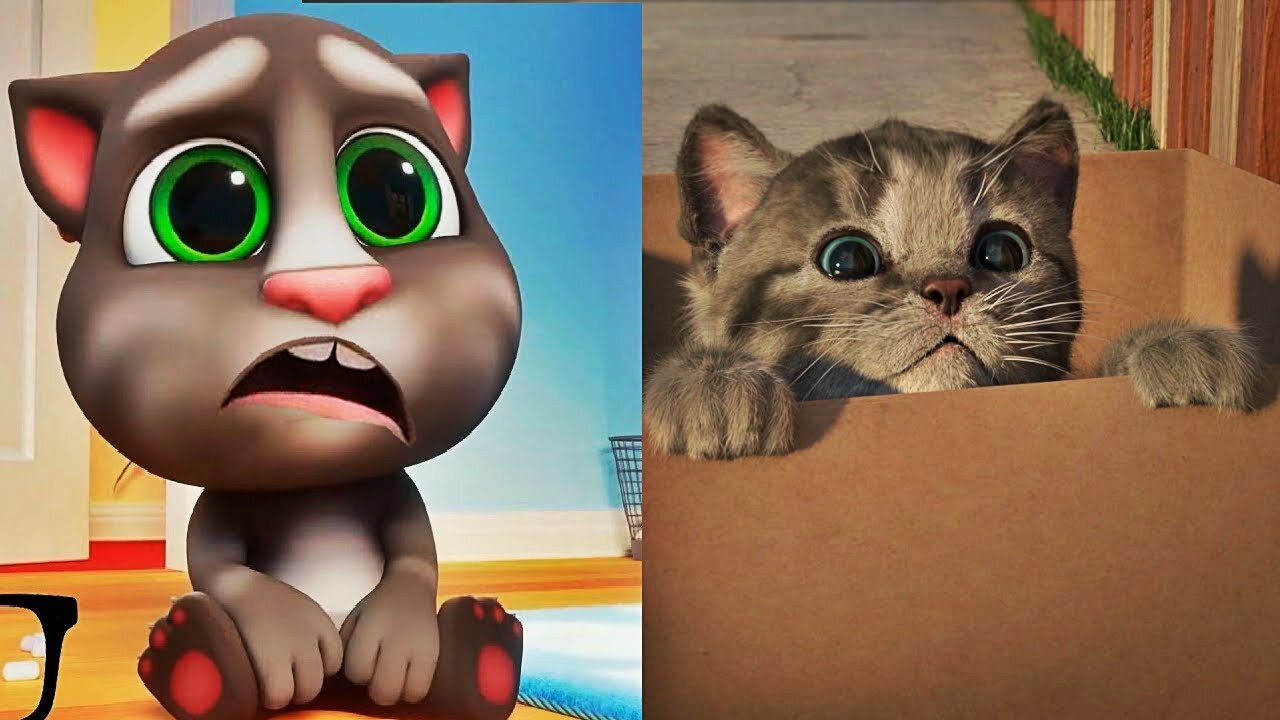 TALKING TOM CAT IN REAL LIFE, Little Kitten My Favorite Cat, Cute Kitten