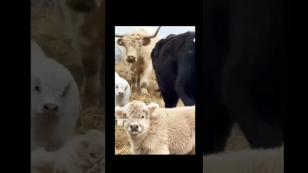 Cow cute Baby