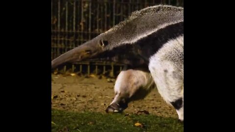 Anteater