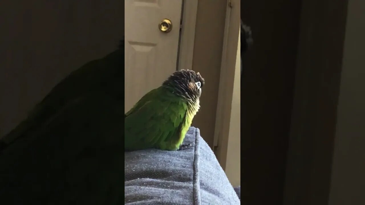 My bird being tired