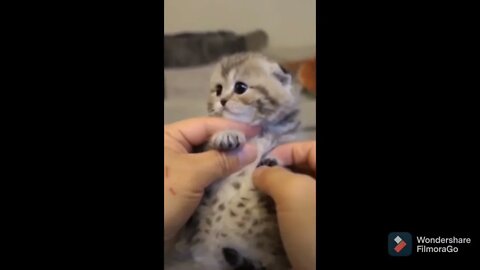 Super cute kitten says "Hi" #shorts #cat #super #adorable