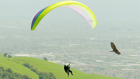 Paragliding Alongside Eagles | Natural World: Super Powered Eagles | BBC Earth