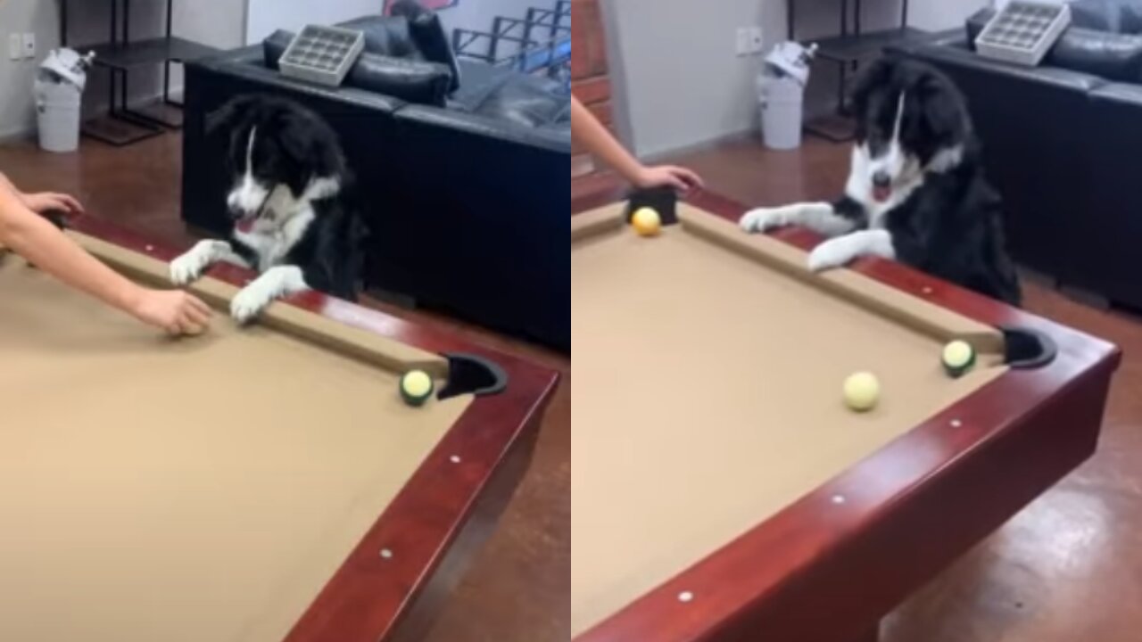 Dog pulls off very impressive billiard rail shot