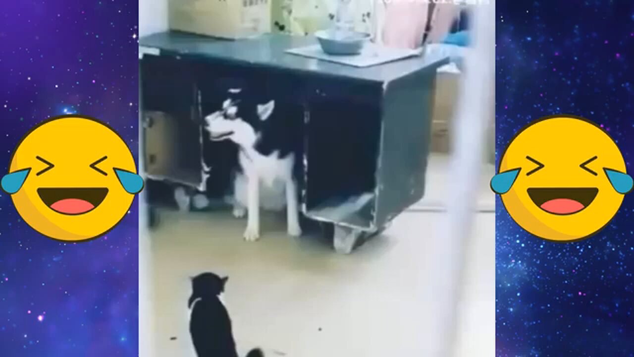 funny dog cat videos funny dog video funny moment video 🤣🤣