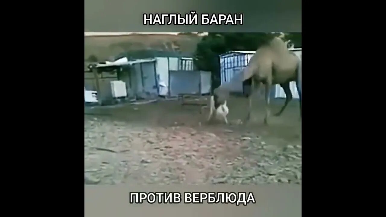 Animals fight