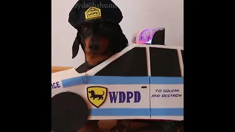 🐶Dachshund Cops and Robbers #shorts