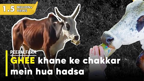 6 din tak fansa raha ghee ka dabba | Bull rescue