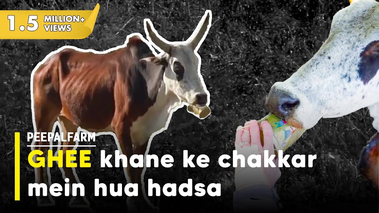6 din tak fansa raha ghee ka dabba | Bull rescue