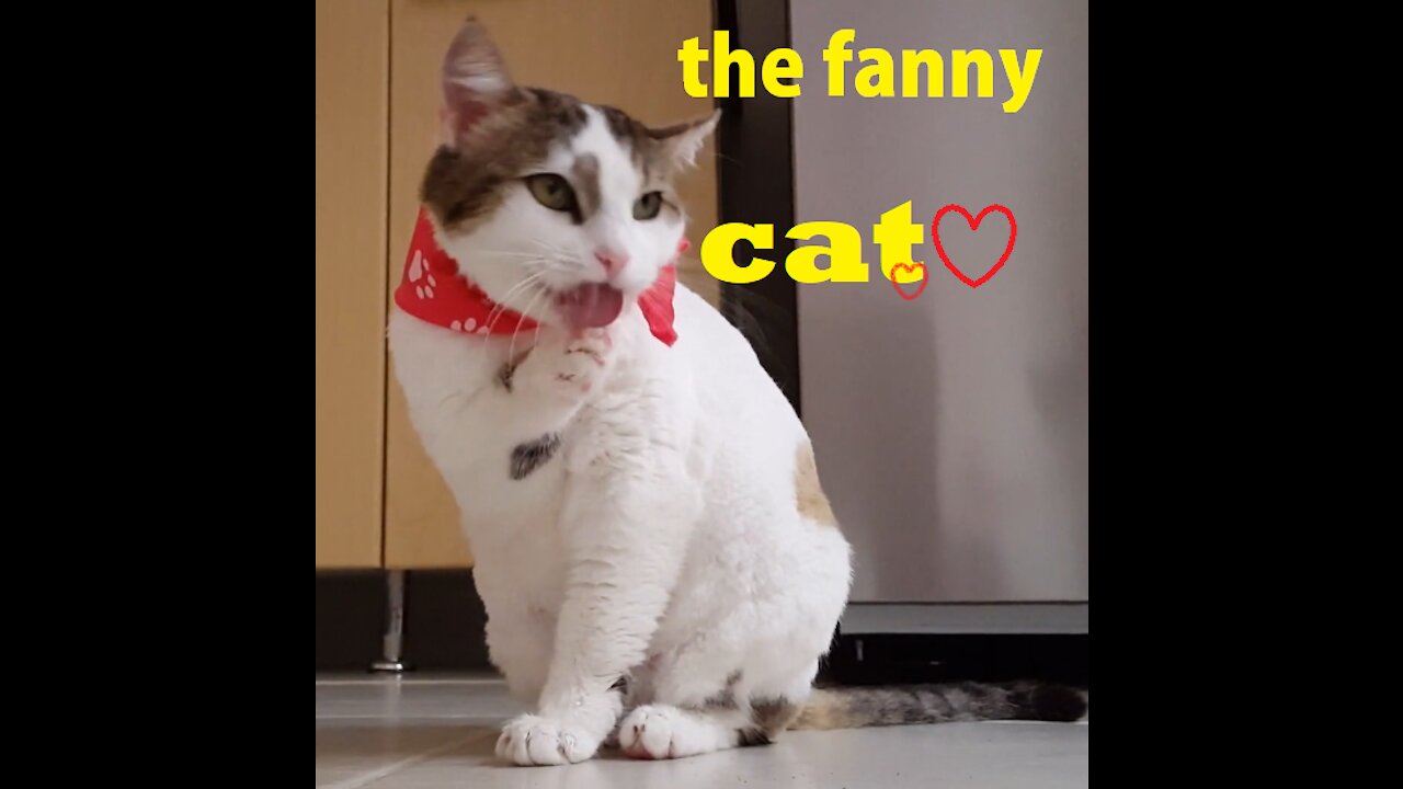 can this funny cat get covid i do not think so !