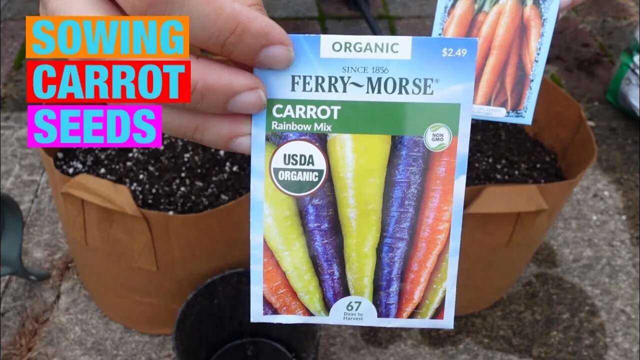 Sowing carrot seeds in 10 gallon grow bags