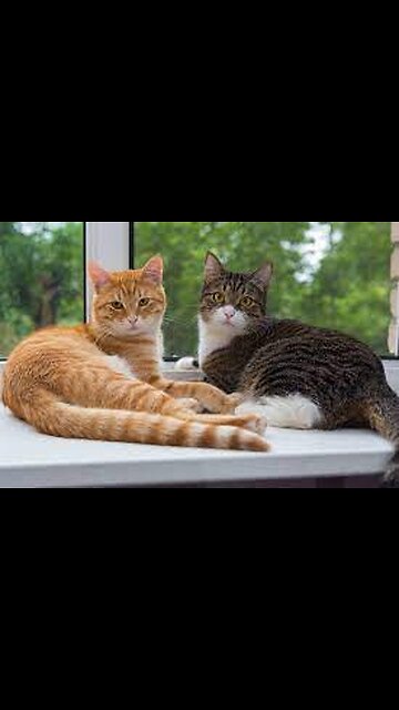 Sharing *28sec Cats Teach Us to Share!