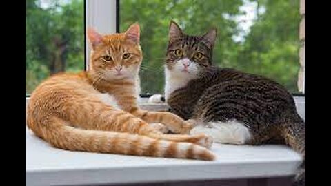 Sharing *28sec Cats Teach Us to Share!