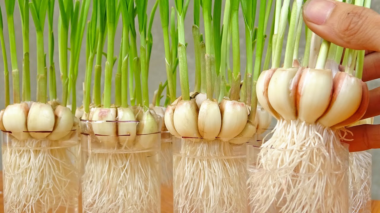 Grow garlic in a plastic bottles with water large leaves and bulbs