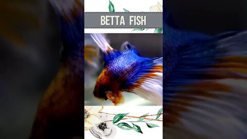 Betta fish, Funny cute pets lovers, #Shorts