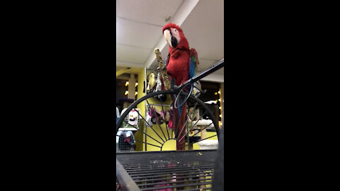 Big parrot Ara