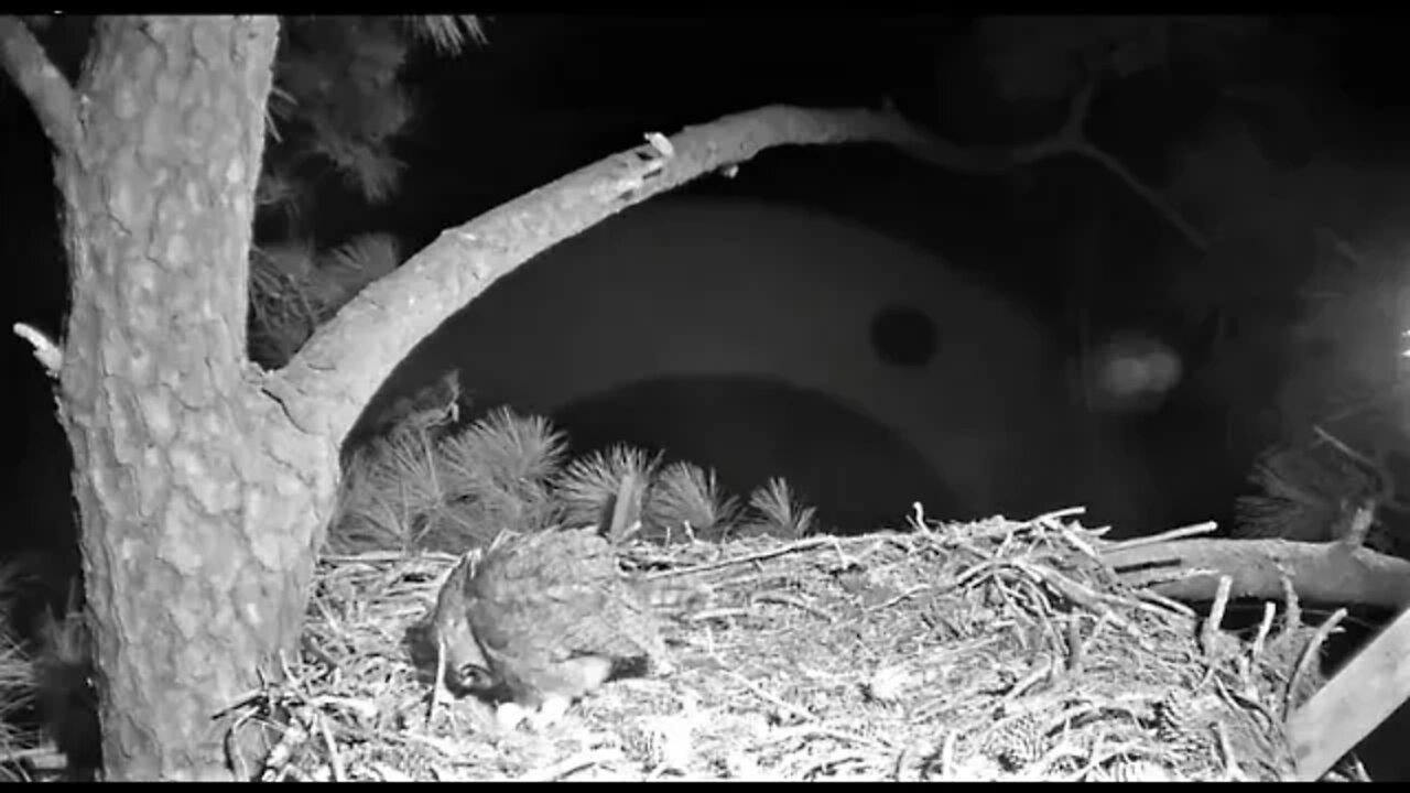 Rolling the Egg and Pulling Some Brood Feathers 🦉 1/18/22 5:17 AM